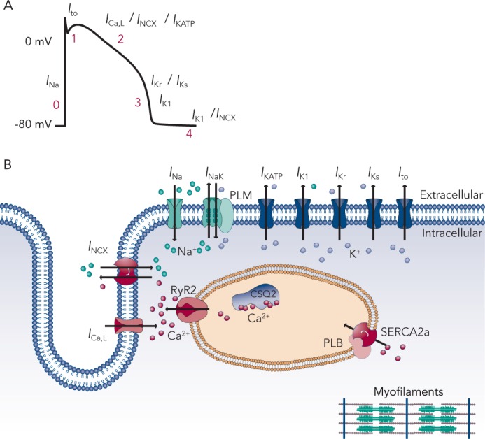 Figure 2: