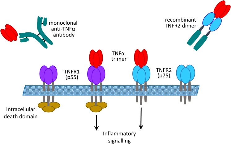 FIGURE 1: