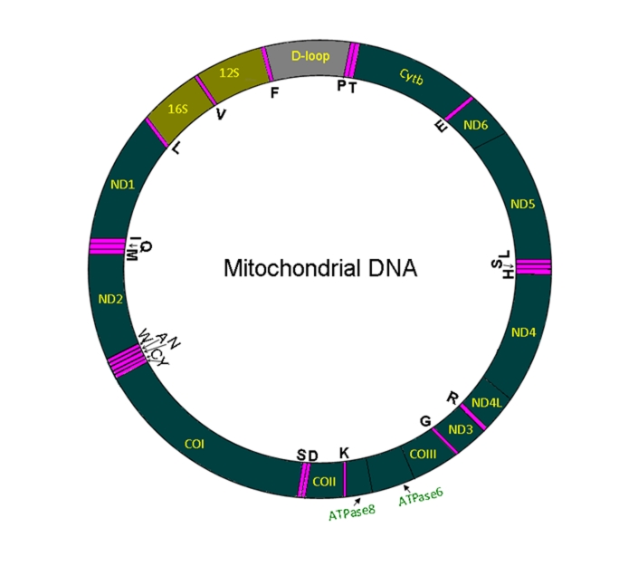 Figure 1: