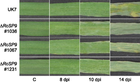 Fig. 17