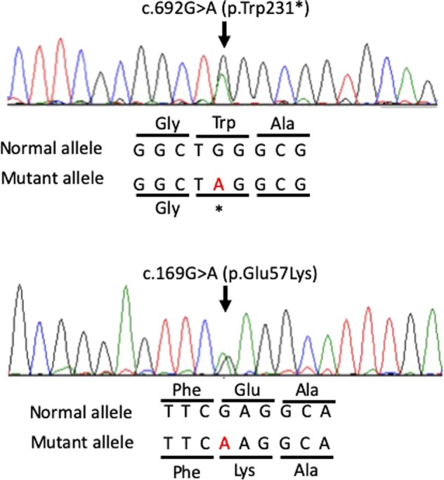 Fig. 2