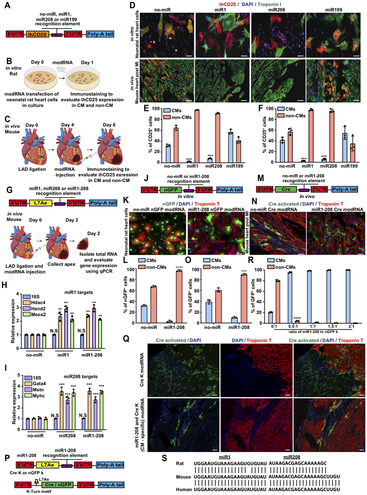 Development of CM- and non-CM-specific modRNA expression platform.