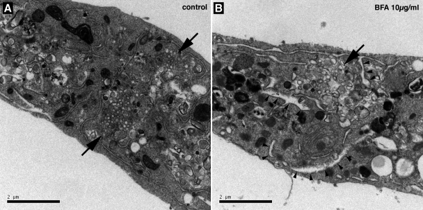 FIG. 7.