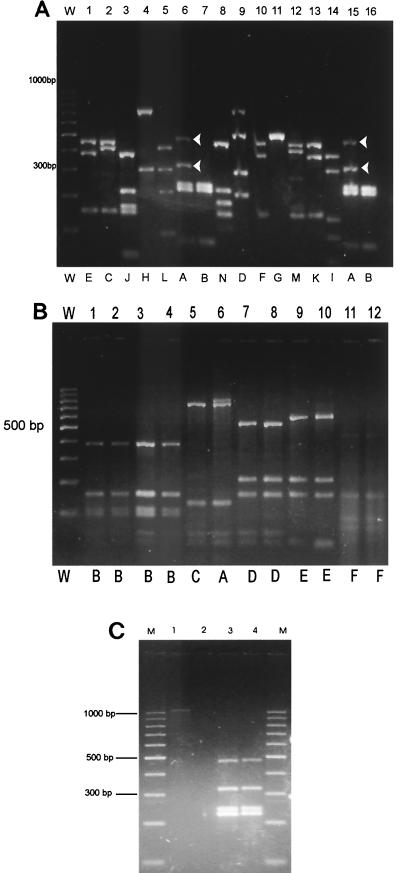 FIG. 2.