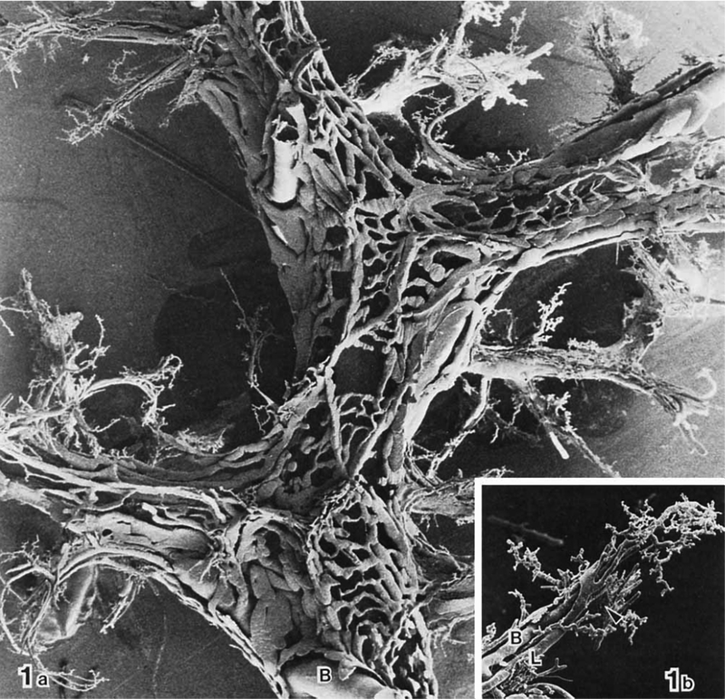 Fig. 12.