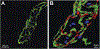 Fig. 27.