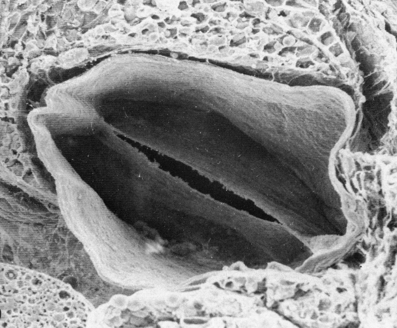 Fig. 21.