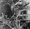 Fig. 12.