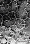 Fig. 10.