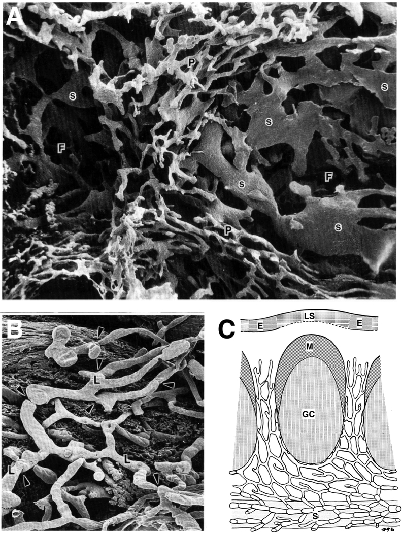 Fig. 8.