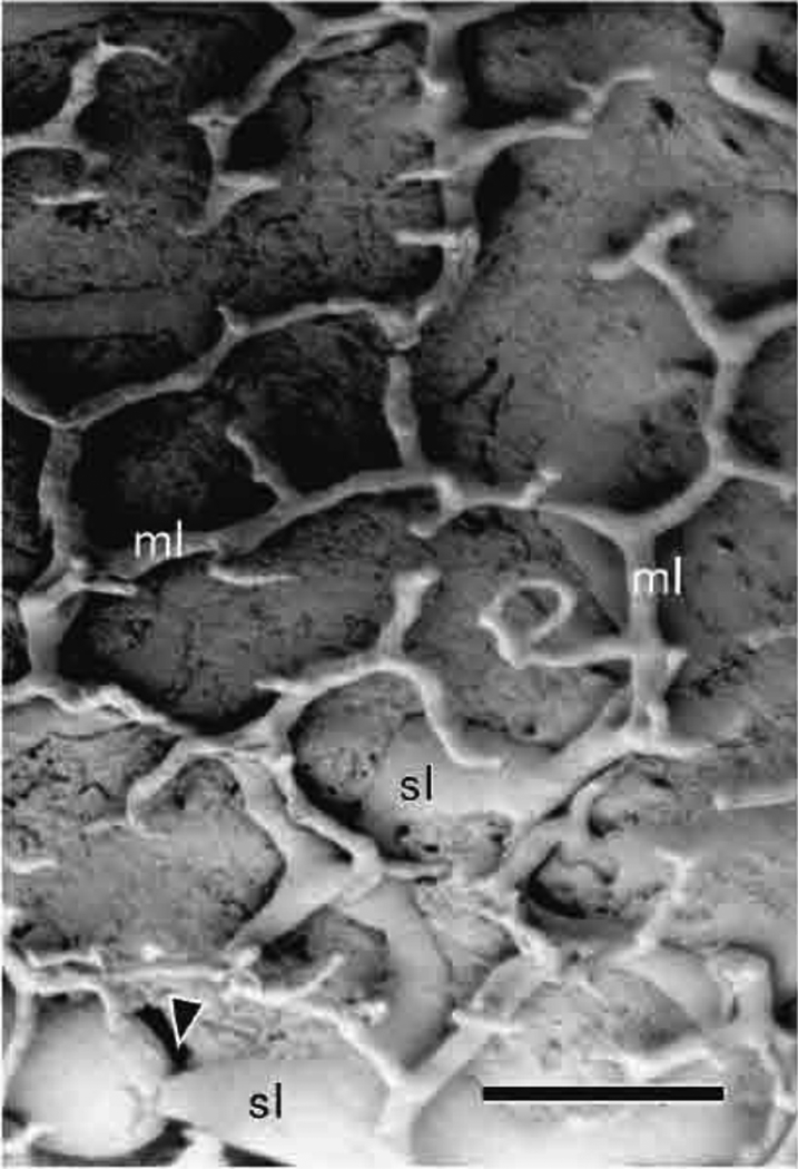 Fig. 10.