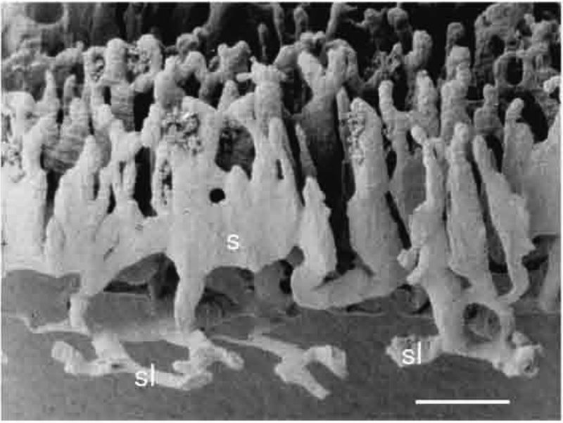 Fig. 9.