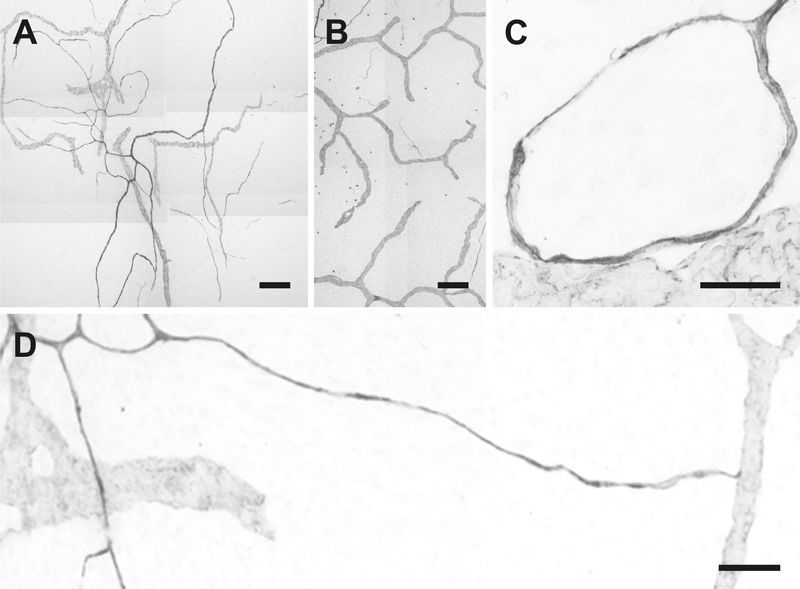Fig. 24.