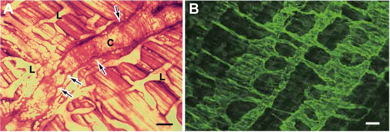 Fig. 18.