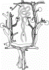 Fig. 22.