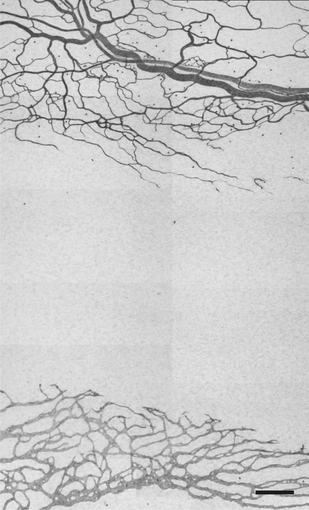 Fig. 25.