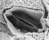 Fig. 21.
