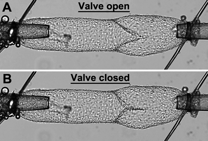 Fig. 5.