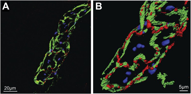 Fig. 27.