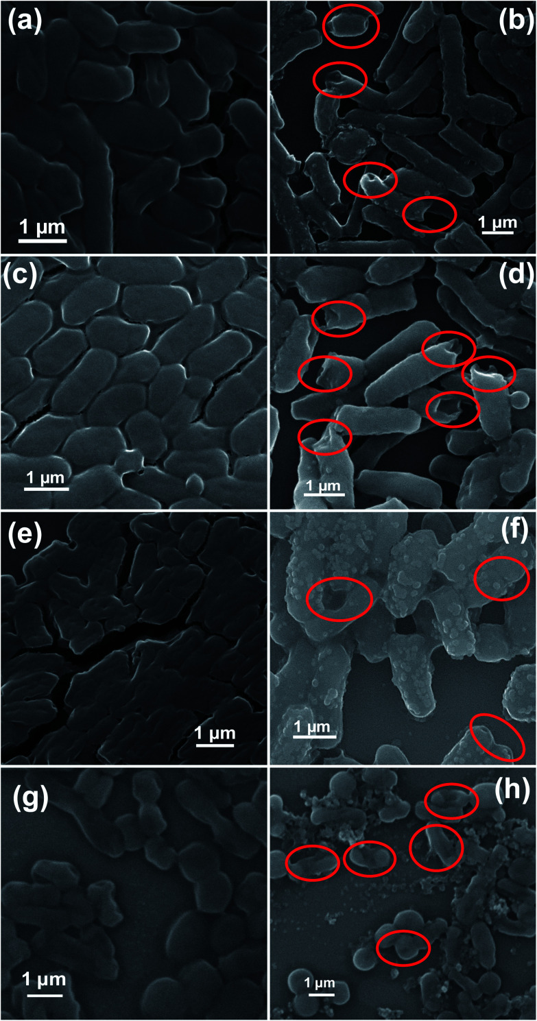 Fig. 9