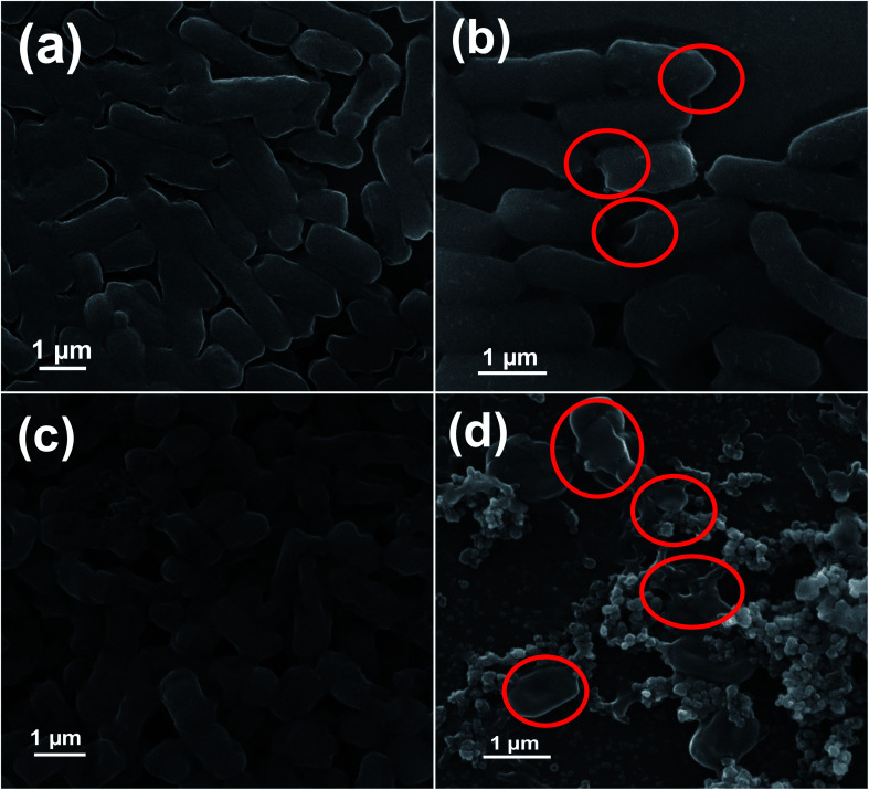 Fig. 8