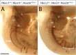 Fig 8