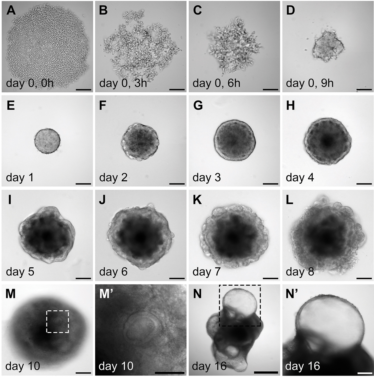 Figure 3.