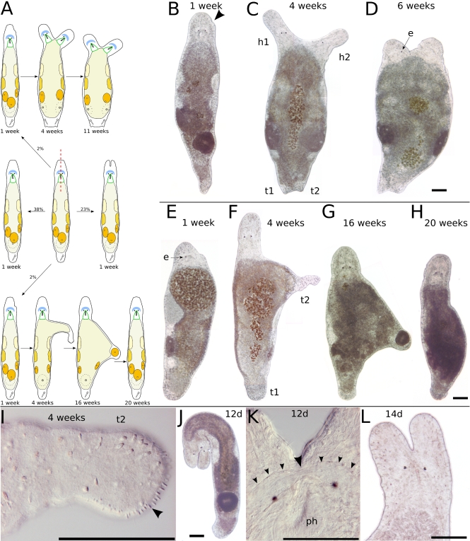 Fig. 5