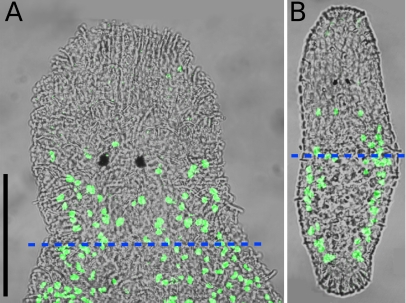 Fig. 7