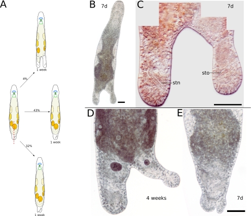 Fig. 6