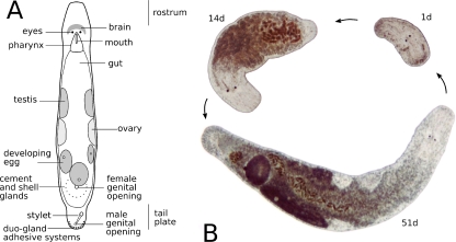 Fig. 1