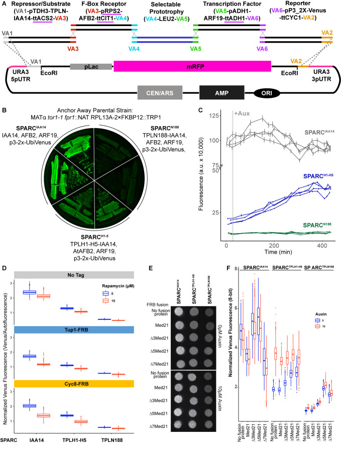 Figure 4—figure supplement 1.