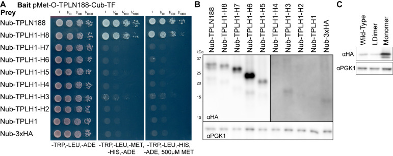 Figure 5—figure supplement 1.