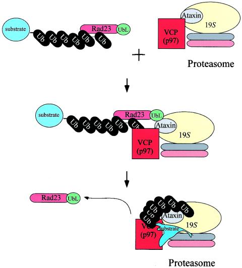 FIG. 11.