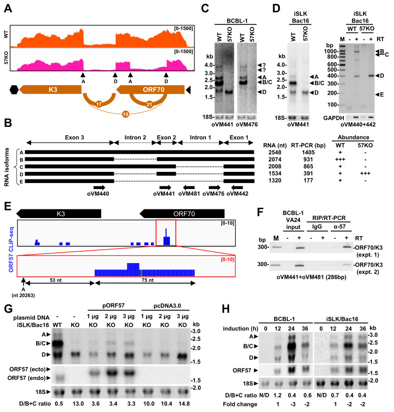 Fig 10