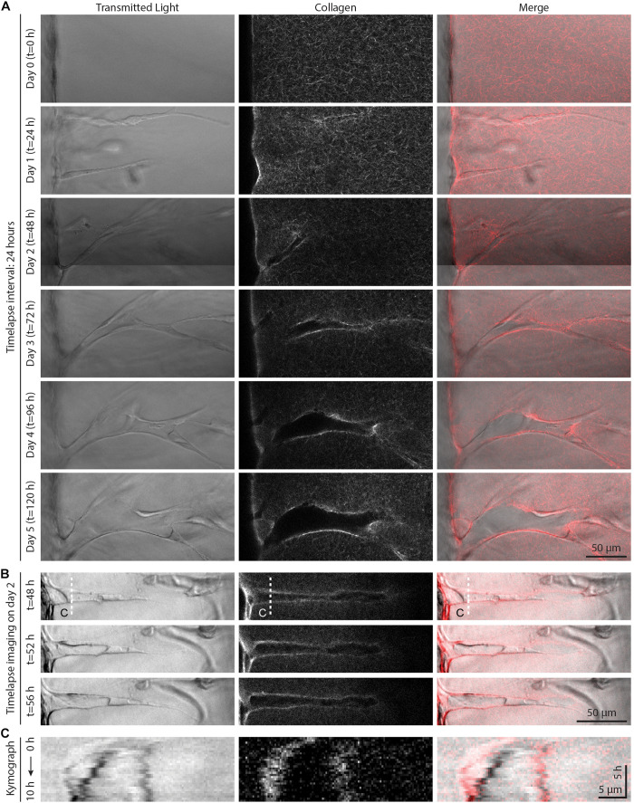 FIGURE 4