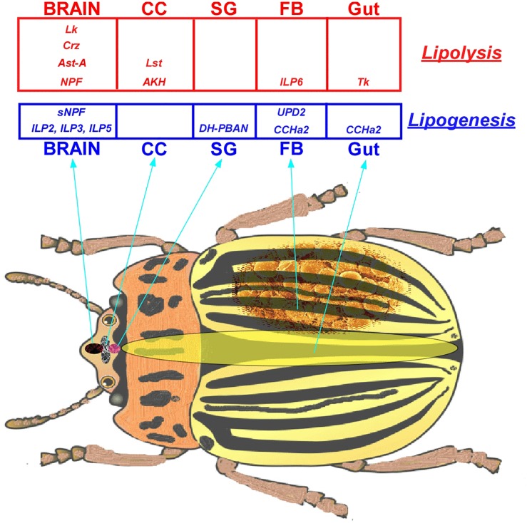 FIGURE 5