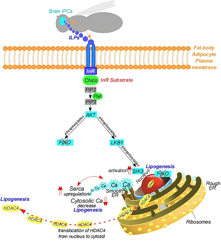 FIGURE 3