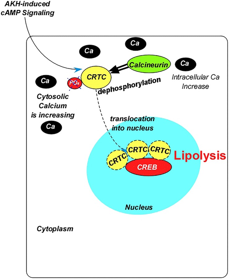 FIGURE 2