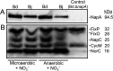 Fig. 1.