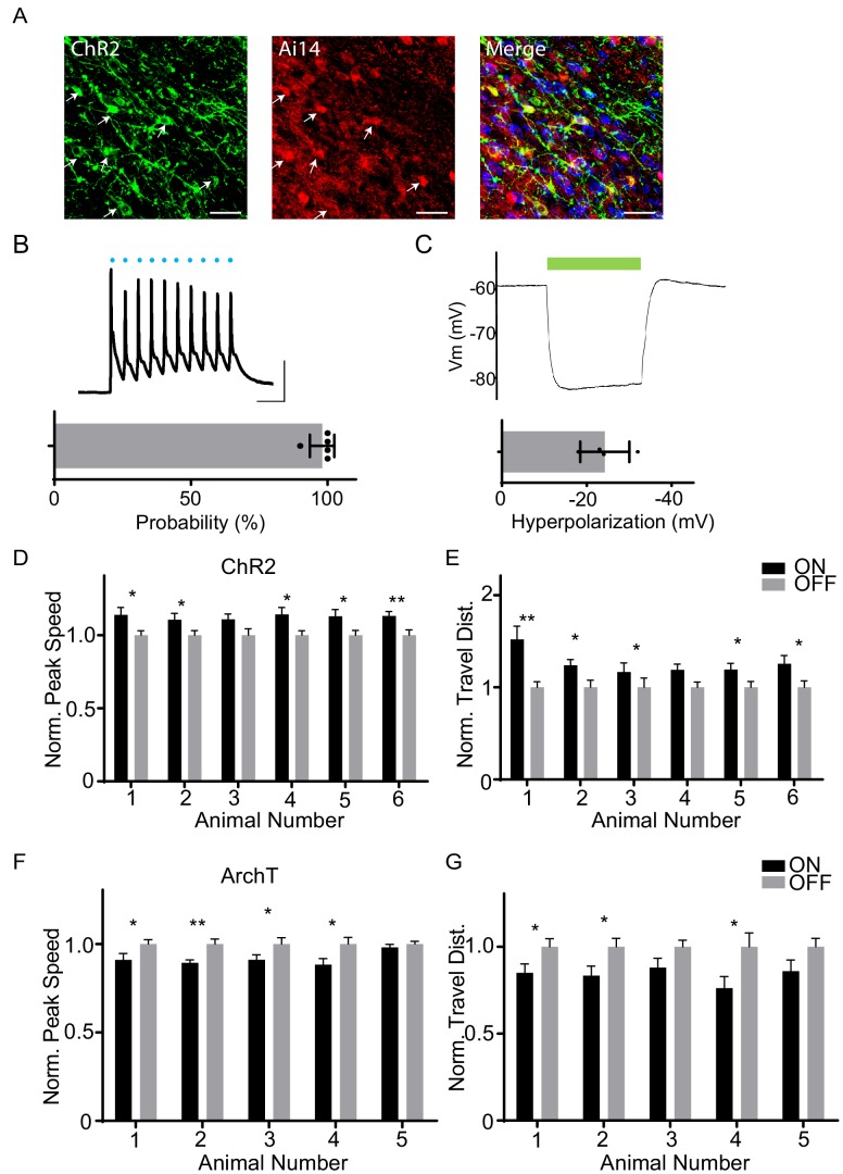 Figure 3—figure supplement 1.