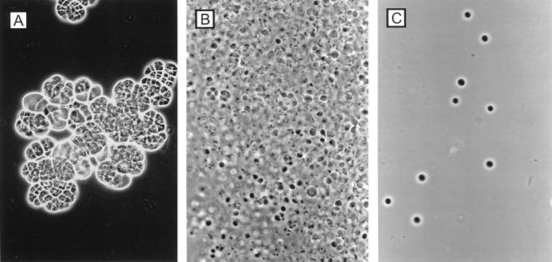 FIG. 16