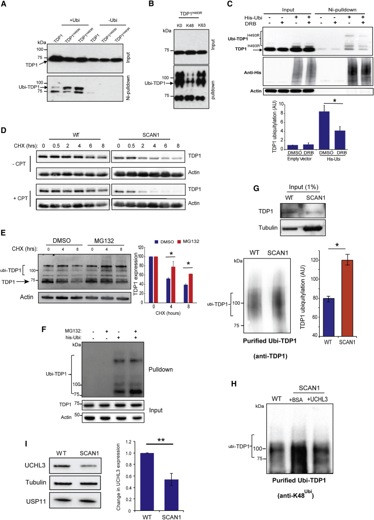 Figure 5