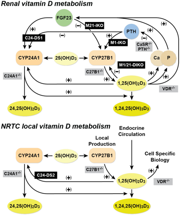 Figure 3: