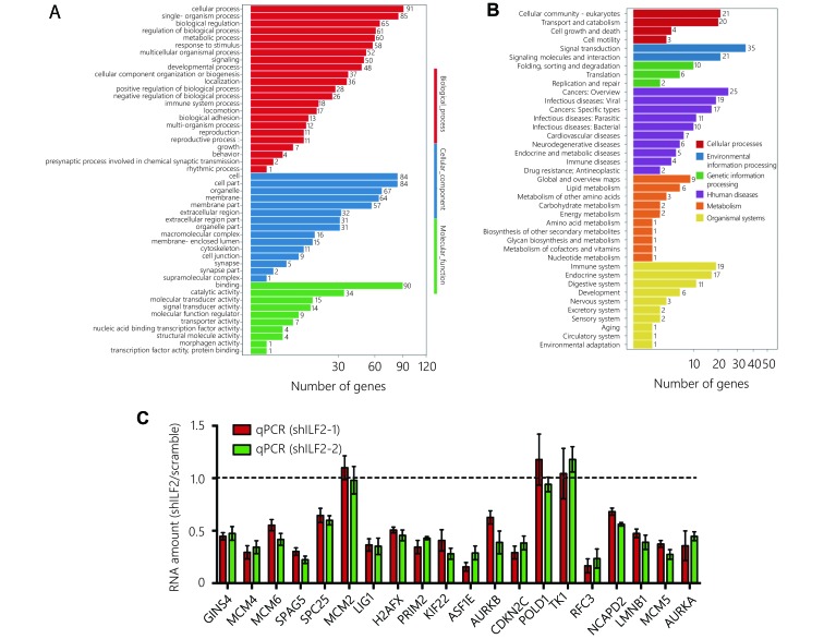 Transcriptional profiling of shILF2-1 and scramble H446 cells was performed. Then Gene Ontology (GO) analysis (A) and KEGG pathway analysis (B) were applied. (C) Expression of 20 deregulated genes was confirmed by RT-qPCR assay.