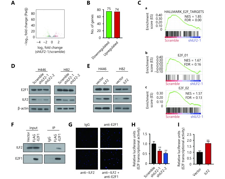 (A) Volcano plot showing the transcriptomic expression proﬁles of shILF2-1 and scrambled shRNA-treated H446 cells. Red and green dots represent genes signiﬁcantly upregulated and downregulated in shILF2-1 cells (<italic>P</italic> &lt; 0.05), respectively. The gray dots represent insigniﬁcantly changed genes with <italic>P</italic> &gt; 0.05. (B) Number of upregulated and downregulated genes in shILF2-1 cells. (C) GSEA analysis of gene sets enriched in shILF2-1 cells. (D and E) E2F1 expression was analyzed in ILF2-knockdown and ILF2-overexpressing H466 and H82 cells via Western blot. (F) Coimmunoprecipitation assay in H446 cells using an anti-FLAG followed by immunoblotting (IB) with antibodies against the indicated proteins. (G) PLA assay was performed using ILF2 and E2F1 antibodies in H446 cells. (H and I) Dual-luciferase reporter assay for E2F1 transcriptional activity. *, <italic>P</italic> &lt; 0.05, * *, <italic>P</italic> &lt; 0.01.