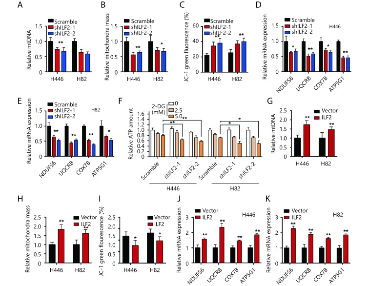 (A) The relative quantity of mtDNA in H446 and H82 cells infected with shILF2 or scrambled shRNAs was determined by real-time qPCR. (B) Mitochondrial mass in H446 and H82 cells infected with shILF2 or scrambled shRNAs. (C) JC-1 green fluorescence intensity in H446 and H82 cells infected with shILF2 or scrambled shRNAs. (D and E) ETC gene expression levels were evaluated by RT-qPCR in H446 and H82 cells infected with shILF2 or scrambled shRNAs. (F) H446 and H82 cells infected with shILF2 or scrambled shRNAs were treated with different concentrations of 2-DG for 24 h and then total ATP was measured. (G) Relative quantity of mtDNA in H446 and H82 cells infected with ILF2-overexpressing or vector control lentivirus. (H) Mitochondrial mass in H446 and H82 cells infected with ILF2-overexpressing or vector control lentivirus. (I) JC-1 green fluorescence intensity in H446 and H82 cells infected with ILF2-overexpressing or vector control lentivirus. (J and K) ETC gene expression levels were evaluated by RT-qPCR in H446 and H82 cells infected with ILF2-overexpressing or vector control lentivirus. *, <italic>P</italic> &lt; 0.05, * *, <italic>P</italic> &lt; 0.01.