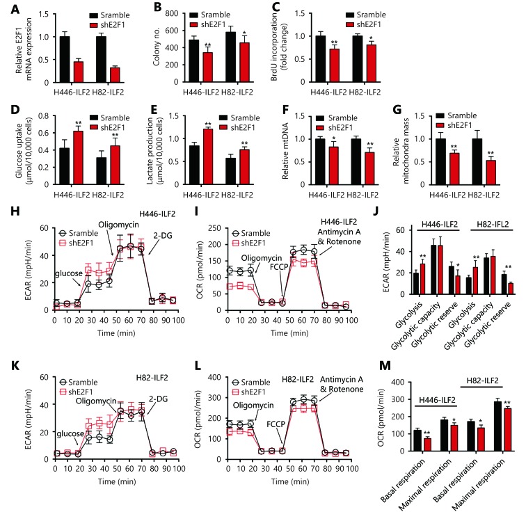 (A) ILF2-overexpressing H446 cells were infected with short hairpin RNAs targeting E2F1. Knockdown efficiency was determined by RT-qPCR. H446-ILF2 and H82-ILF2 cells infected with shE2F1 and scramble control RNAs were assessed by colony formation (B) and BrdU incorporation (C) assays . Glucose uptake rate (D) and lactate production (E) were measured in H446-ILF2 and H82-ILF2 cells infected with shE2F1 and scramble control RNAs. (F) Relative quantity of mtDNA in H446 and H82 cells infected with ILF2-overexpressing or vector control lentivirus. (G) Mitochondrial mass in H446 and H82 cells infected with ILF2-overexpressing or vector control lentivirus. (H-M) Extracellular acidification rate (ECAR) and oxygen consumption rate (OCR) in H446-ILF2 and H82-ILF2 cells infected with shE2F1 and scramble control RNAs. *, <italic>P</italic> &lt; 0.05, * *, <italic>P</italic> &lt; 0.01.