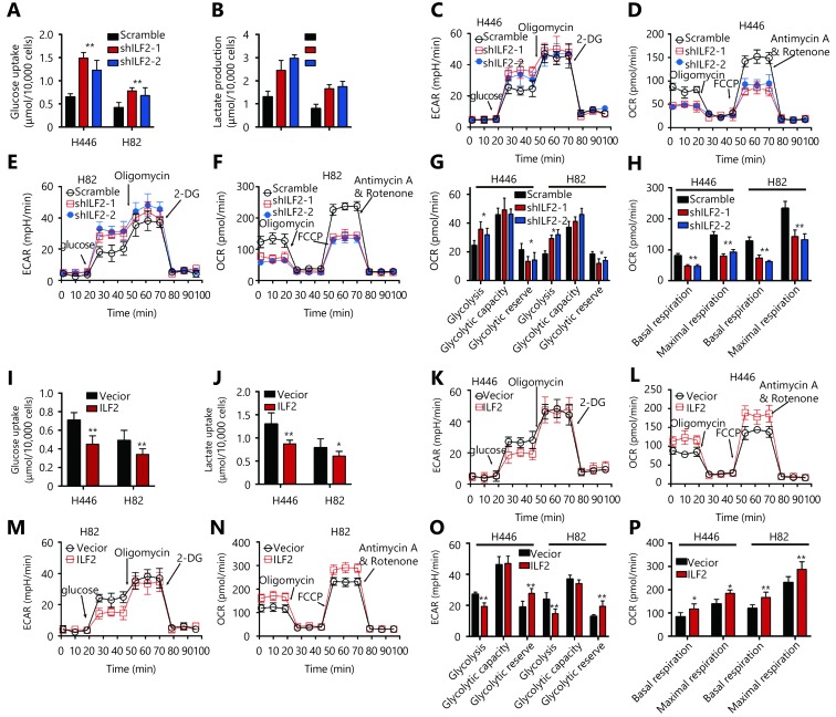 (A and B) H446 and H82 cells were infected with shILF2 or scrambled shRNAs. Then, glucose uptake and lactate production were measured over the subsequent 36 h. (C-F) Extracellular acidification rate (ECAR) and oxygen consumption rate (OCR) were assessed in H446 and H82 cells infected with shILF2 or scrambled shRNAs. (G and H) Glycolysis, glycolytic capacity, glycolytic reserve, basal respiration and maximal respiration in H446 and H82 cells were compared using data from Panels C-F. (I and J) H446 and H82 cells were infected with ILF2-overexpressing or vector control lentivirus. Then, glucose uptake and lactate production were measured over the next 36 h. (K-P) Extracellular acidification rate (ECAR) and oxygen consumption rate (OCR) were assessed in H446 and H82 cells infected with ILF2-overexpressing or vector control lentivirus. (O and P) Glycolysis, glycolytic capacity, glycolytic reserve, basal respiration and maximal respiration of H446 and H82 cells were compared using data from Panels K-N. *, <italic>P</italic> &lt; 0.05, * *, <italic>P</italic> &lt; 0.01.