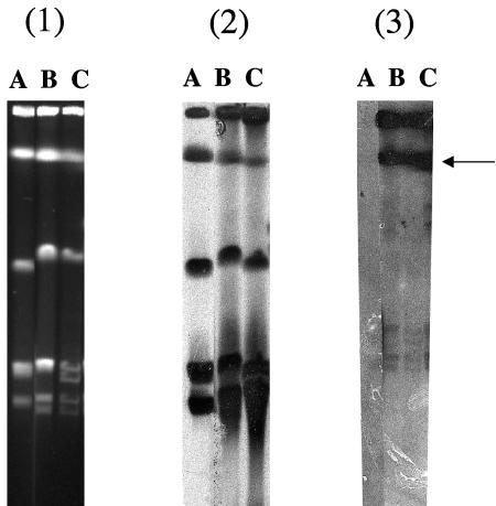 FIG. 1.